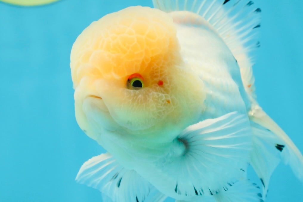 AAA Grade White Oranda Male 5.5 inches #050925OR_45