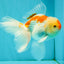 A Grade Red White Oranda Male 5.5-6 inches #082126OR_04