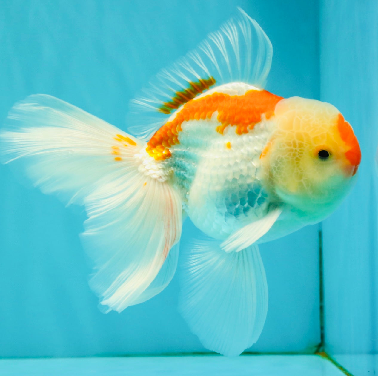 A Grade Red White Oranda Male 5.5-6 inches #082126OR_04