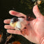 Cute Black Tancho Panda Oranda Male 3.5 inches #102524OR_19