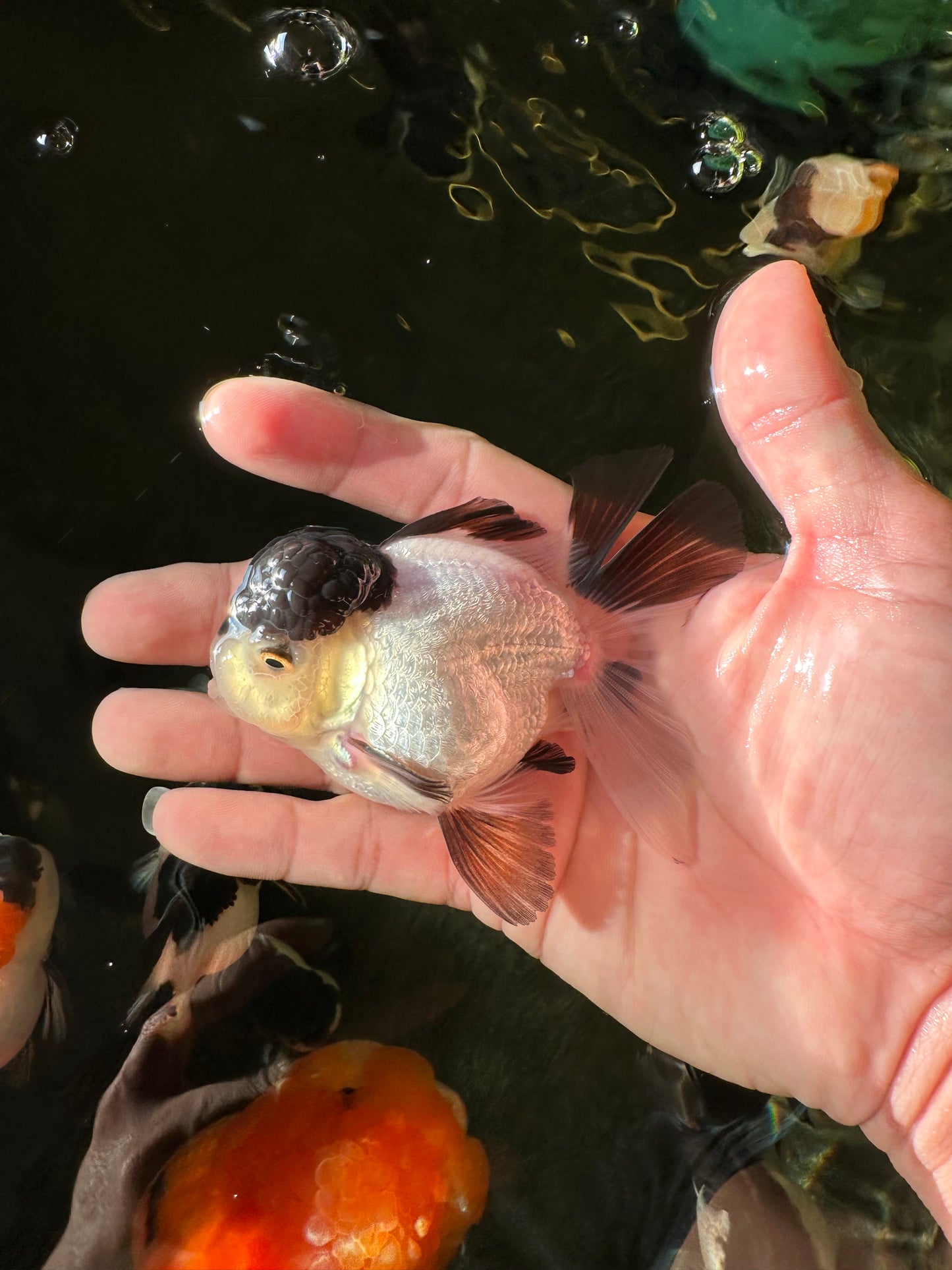 Cute Black Tancho Panda Oranda Male 3.5 inches #102524OR_19