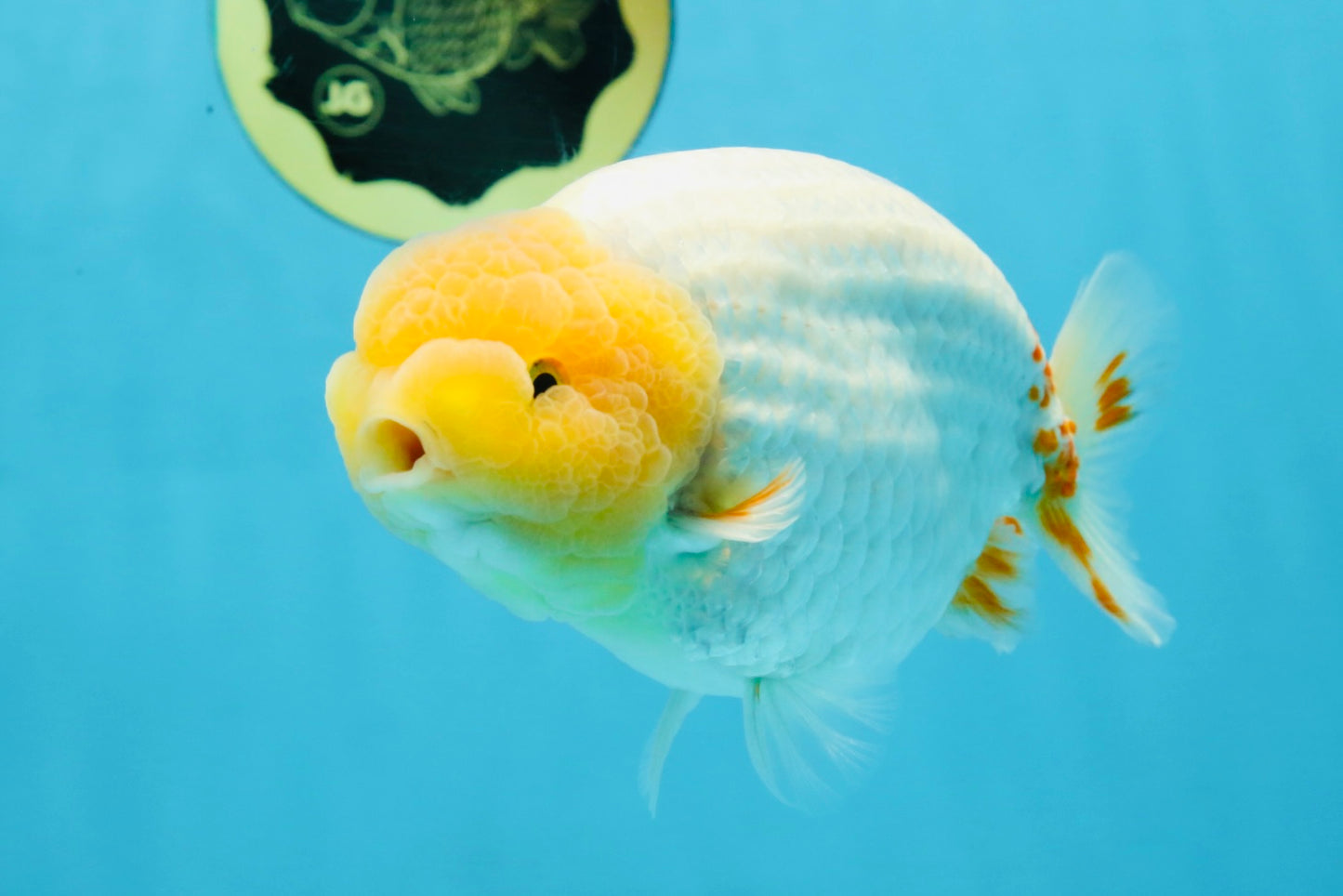 AAA Grade Strong Body Structure Lemonhead LionKing 5.5 inches #101025LC_18