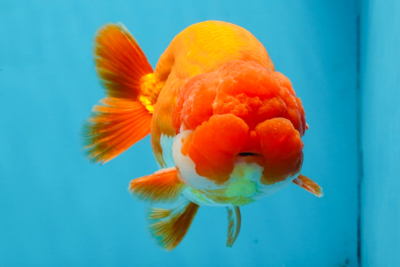 A Grade CHUBBY Red White LionKing 5.5 inches #100325LC_06