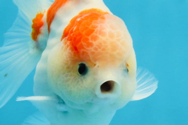 ADORABLE A Grade Sakura Yuanbao Male 4 inches #110725YB_10