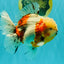 CHONKY AAA Grade Calico Oranda Male 6-6.5 inches #101626OR_21