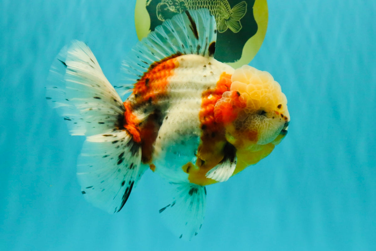 CHONKY AAA Grade Calico Oranda Male 6-6.5 inches #101626OR_21