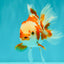 A Grade Red White Oranda Female 5.5  inches #070626OR_22