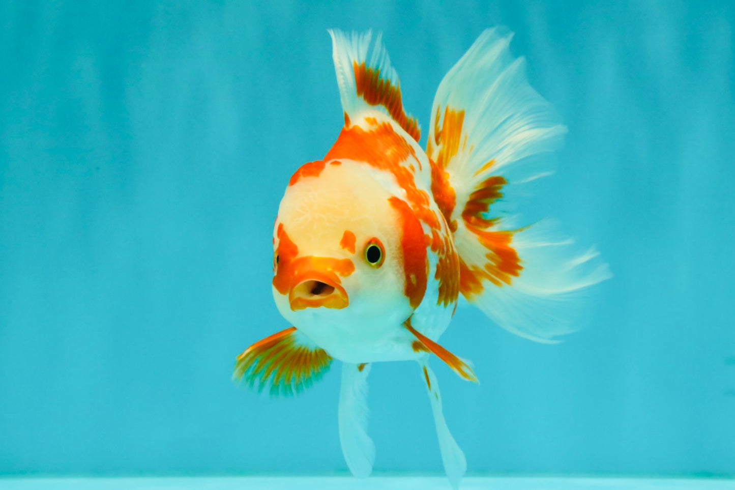 A Grade Red White Oranda Female 5.5  inches #070626OR_22