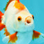 UNIQUE AAA Grade Red White Ryukin Male 4-4.5 inches #050126RK_01