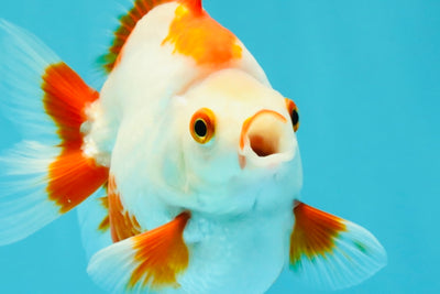 UNIQUE AAA Grade Red White Ryukin Male 4-4.5 inches #050126RK_01