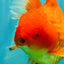A Grade Red Oranda Male 6.5 inches #100926OR_19