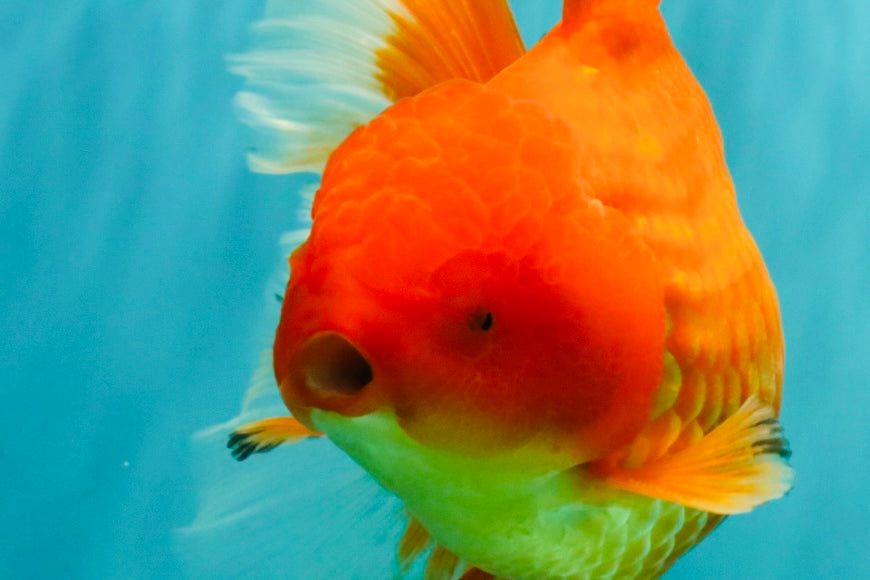 A Grade Red Oranda Male 6.5 inches #100926OR_19