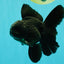 A Grade Black Oranda Male 5 inches #102326OR_13