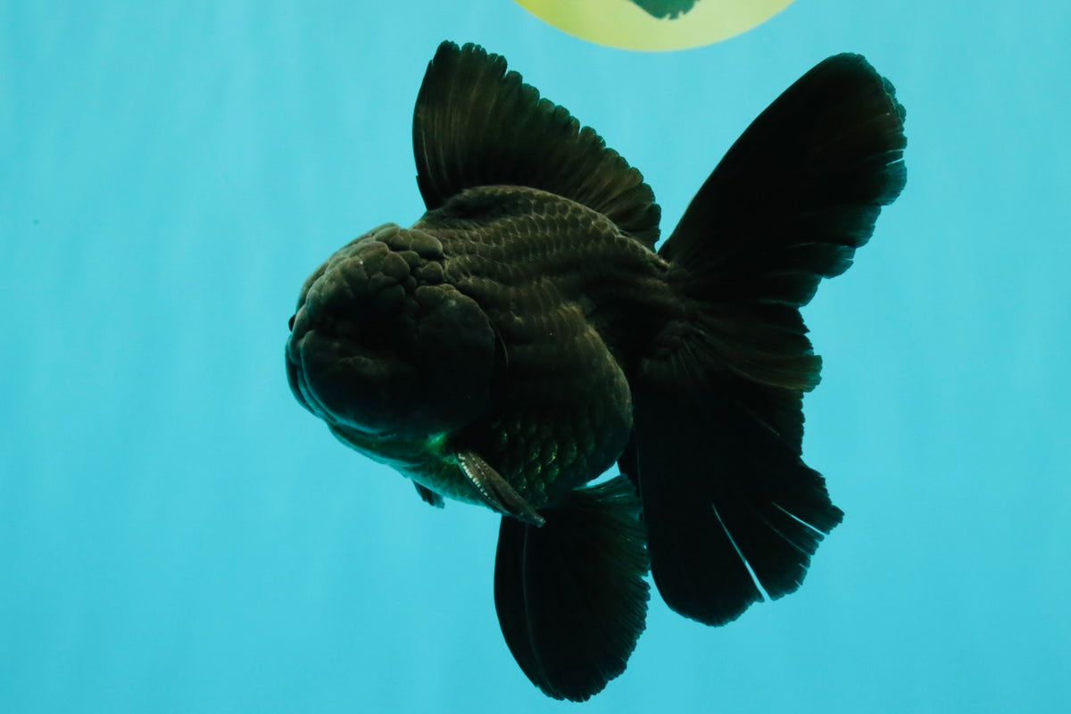 A Grade Black Oranda Male 5 inches #102326OR_13