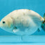 White Sakura Chinese Ranchu Female 4.5-5 inches #112825RC_13
