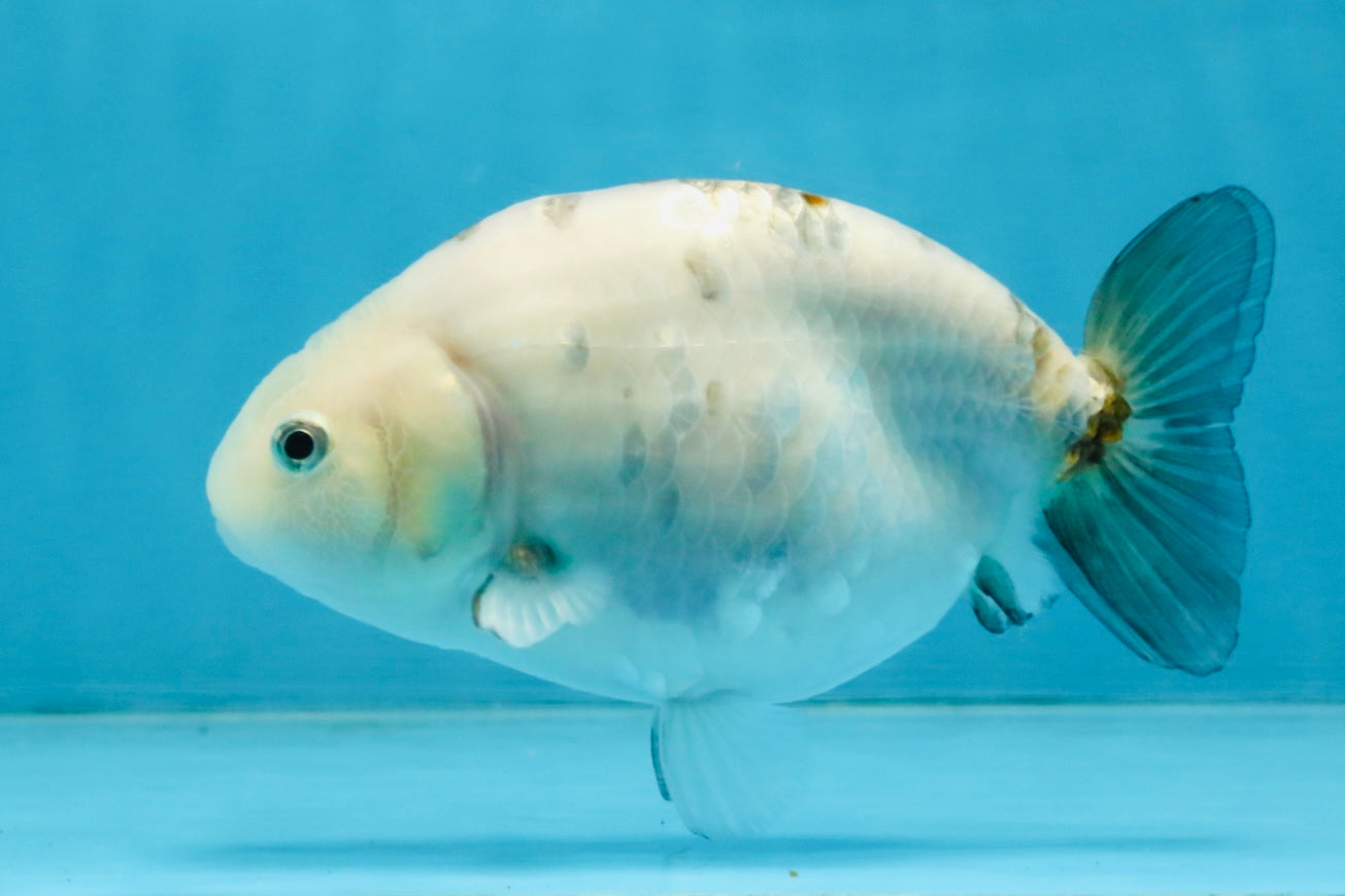 White Sakura Chinese Ranchu Female 4.5-5 inches #112825RC_13