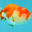 CHUBBY A Grade Red White LionQueen Female 4 inches #042426LC_20
