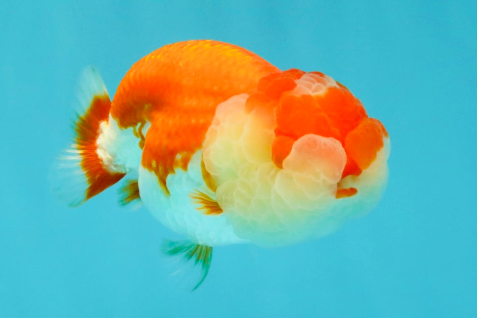 CHUBBY A Grade Red White LionQueen Female 4 inches #042426LC_20