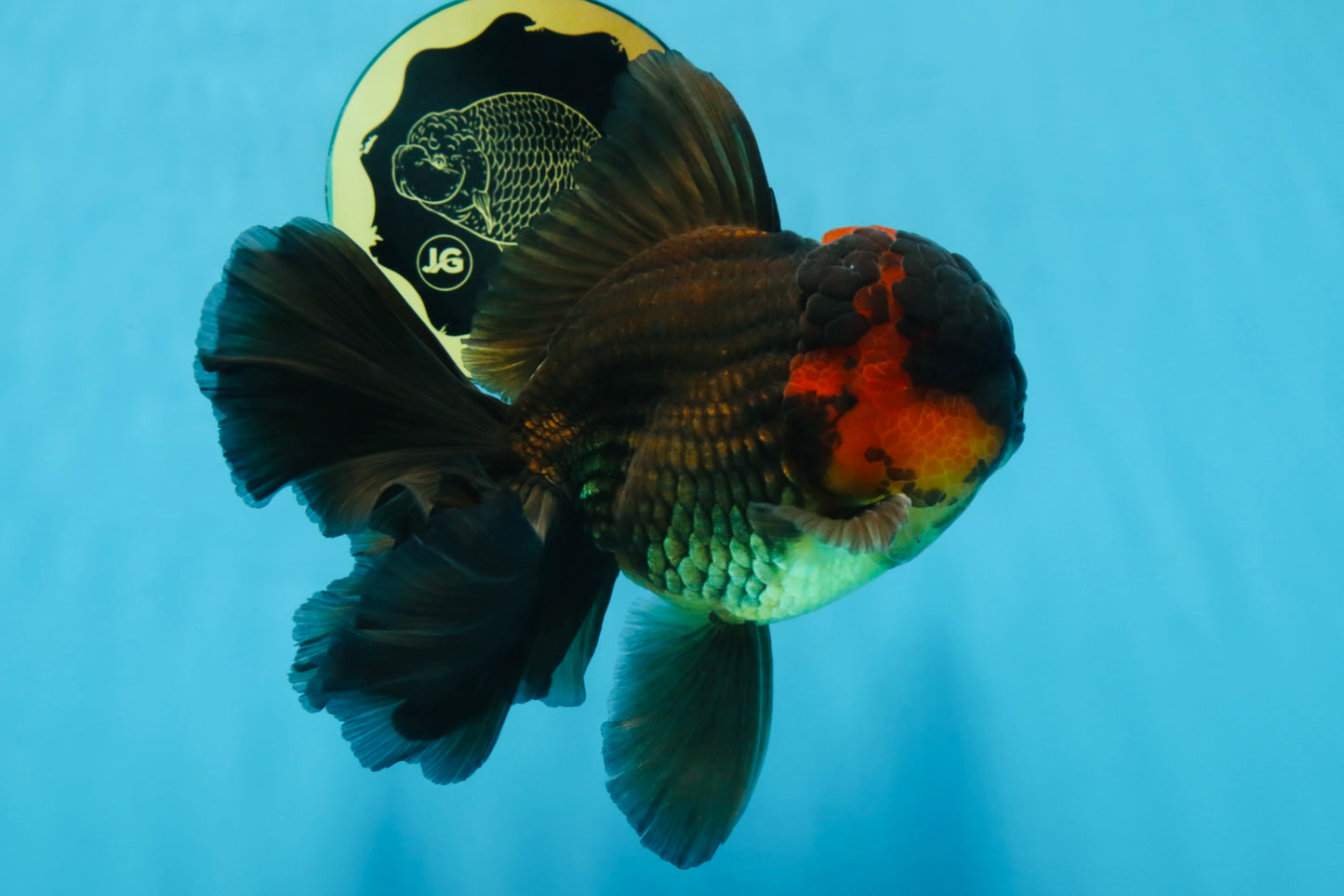 A Grade Lava Head Apache Oranda Male 6 inches #091925OR_13