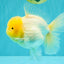 A  Grade White Oranda Male 6-6.5 inches #071026OR_27