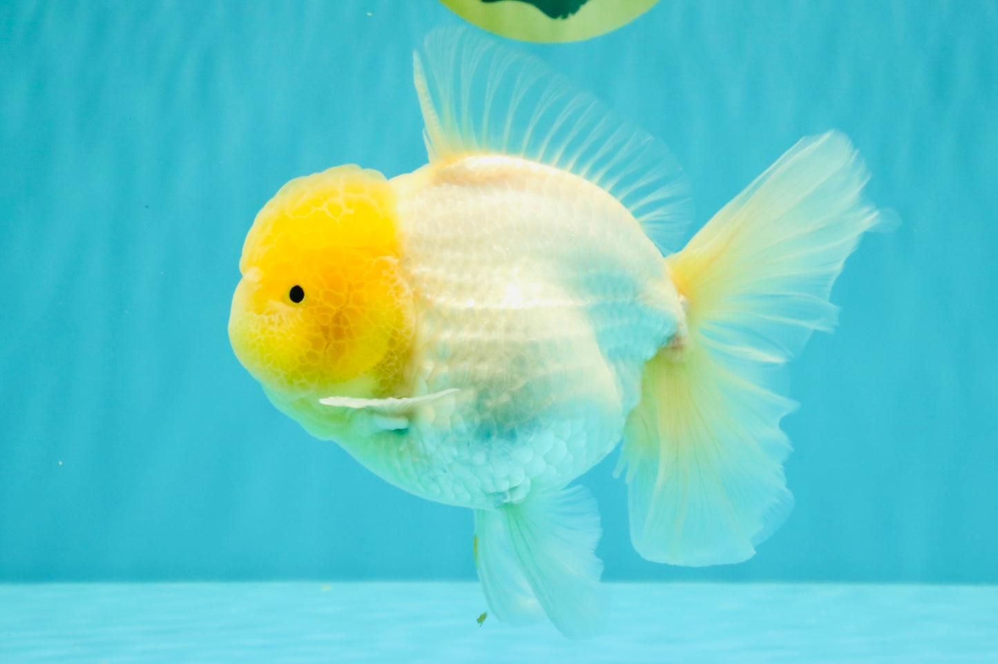 A  Grade White Oranda Male 6-6.5 inches #071026OR_27
