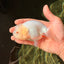 White Lionchu Female 4.5 inches #032726LC_22