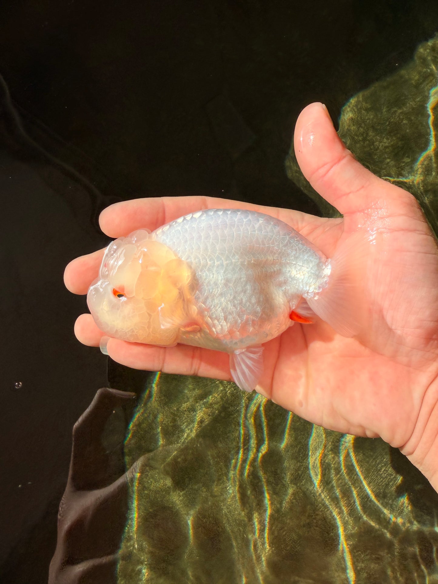 White Lionchu Female 4.5 inches #032726LC_22