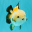 A Grade Tricolor Yuanbao Male 4.5-5 inches #082126YB_24