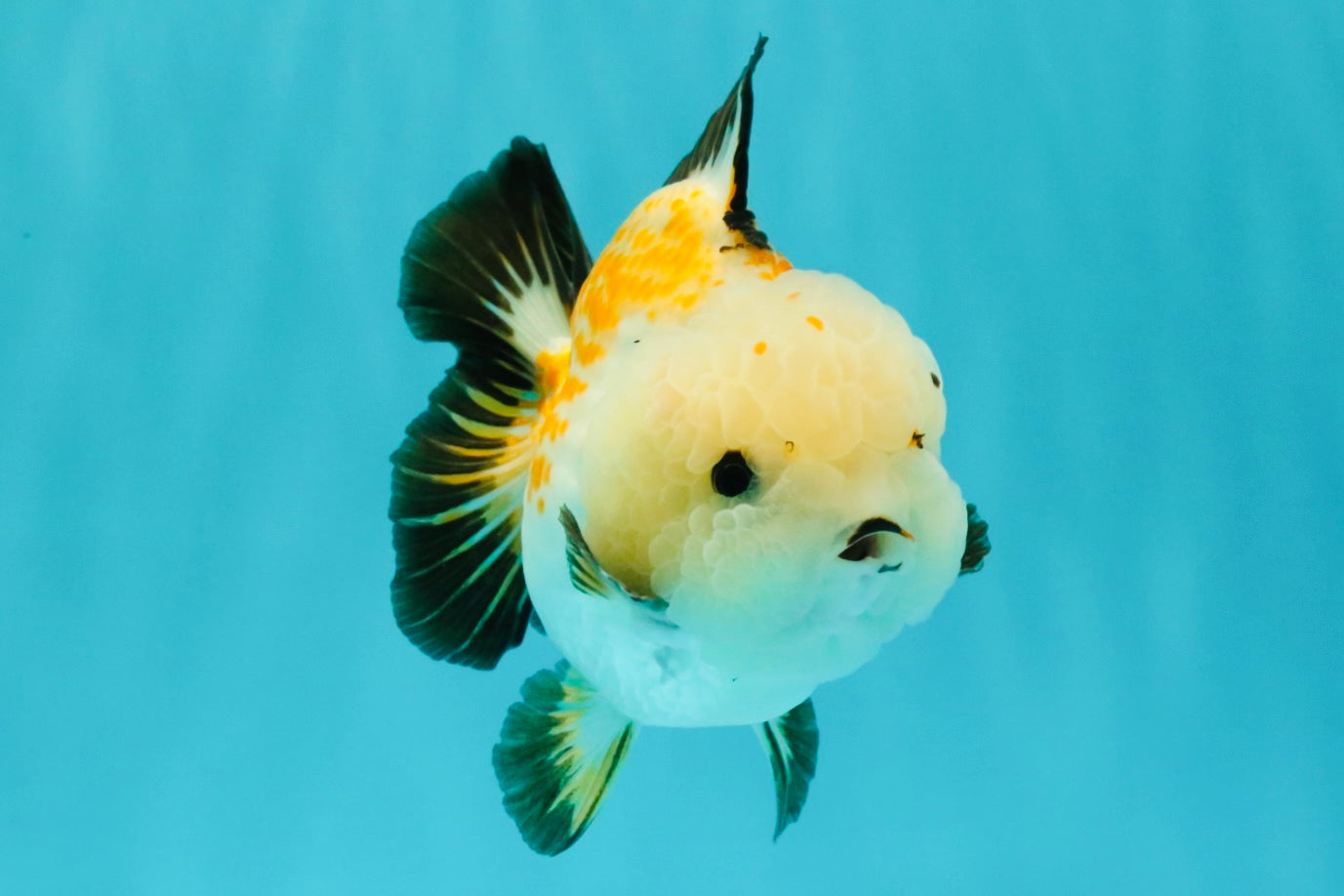 A Grade Tricolor Yuanbao Male 4.5-5 inches #082126YB_24