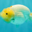 A Grade White LionQueen 4.5 inches #082126LC_22