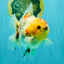 UNIQUE A Grade Marble Red Head Oranda Male 4.5-5 inches #090426OR_05