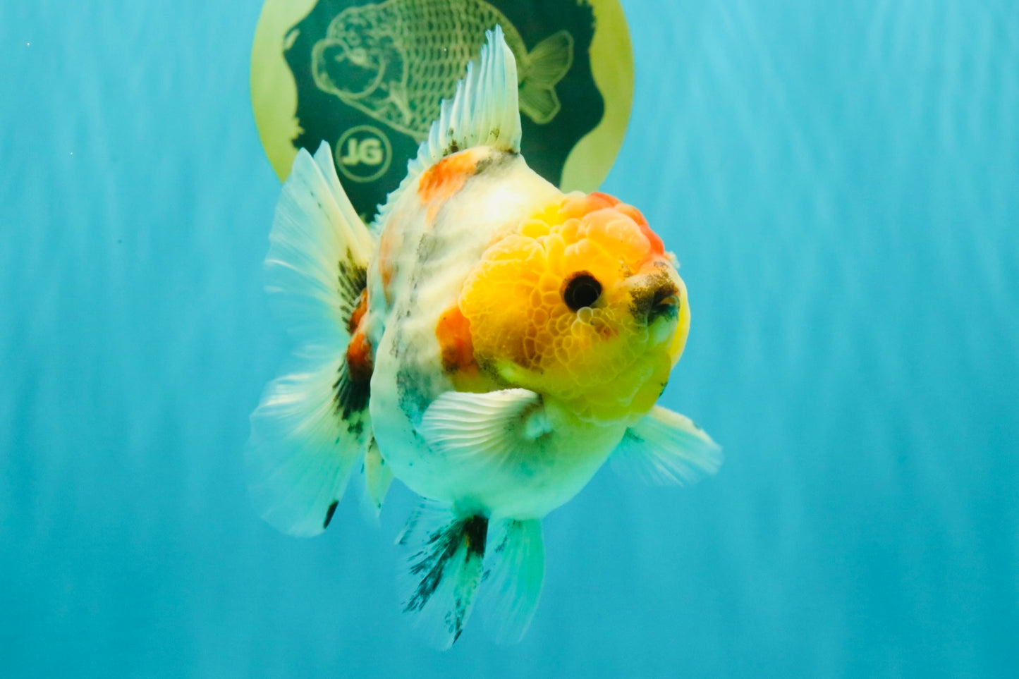 UNIQUE A Grade Marble Red Head Oranda Male 4.5-5 inches #090426OR_05
