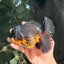 BATMAN A Grade Apache Oranda Male 6 inches #041726OR_12