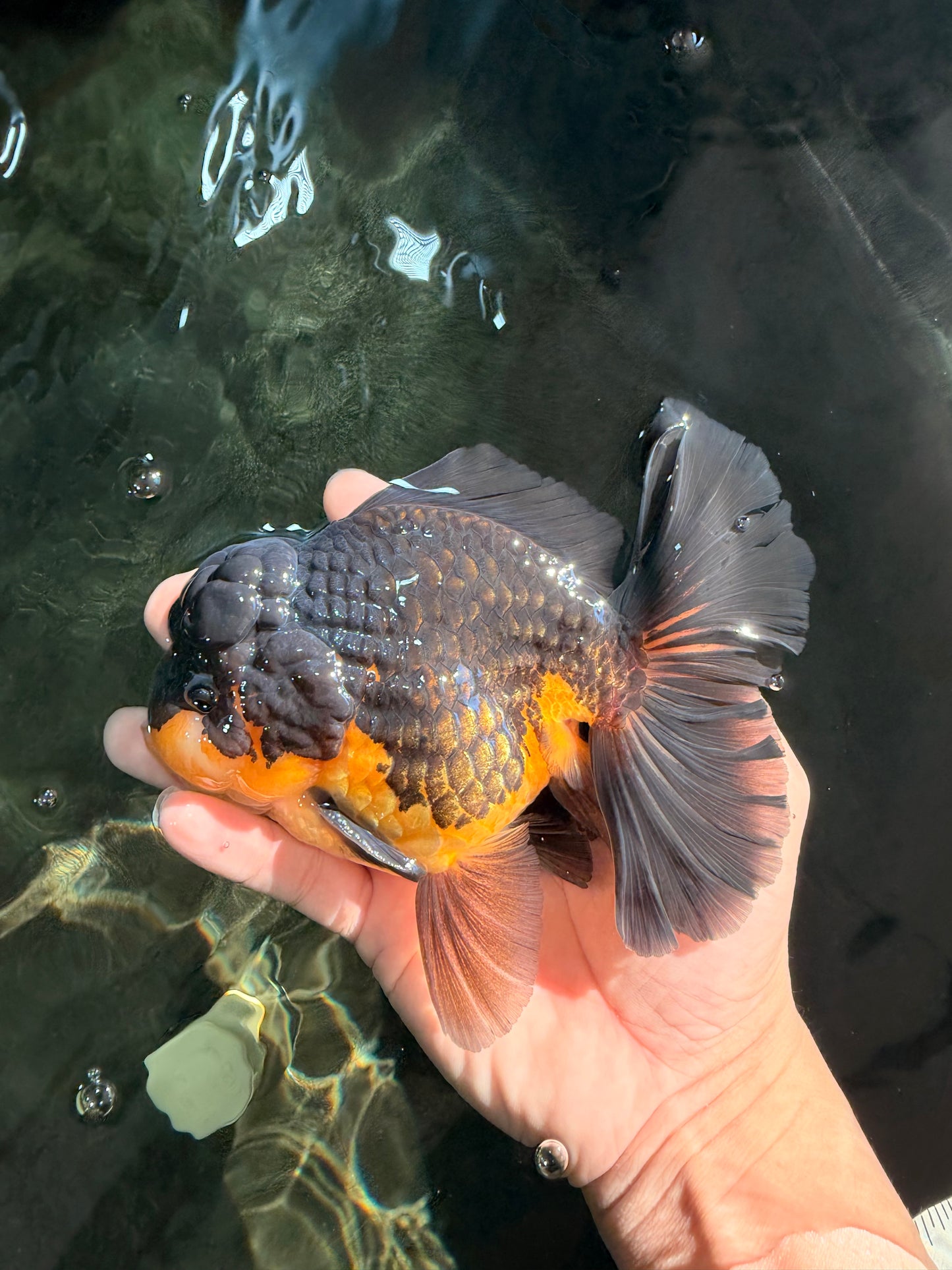 BATMAN A Grade Apache Oranda Male 6 inches #041726OR_12
