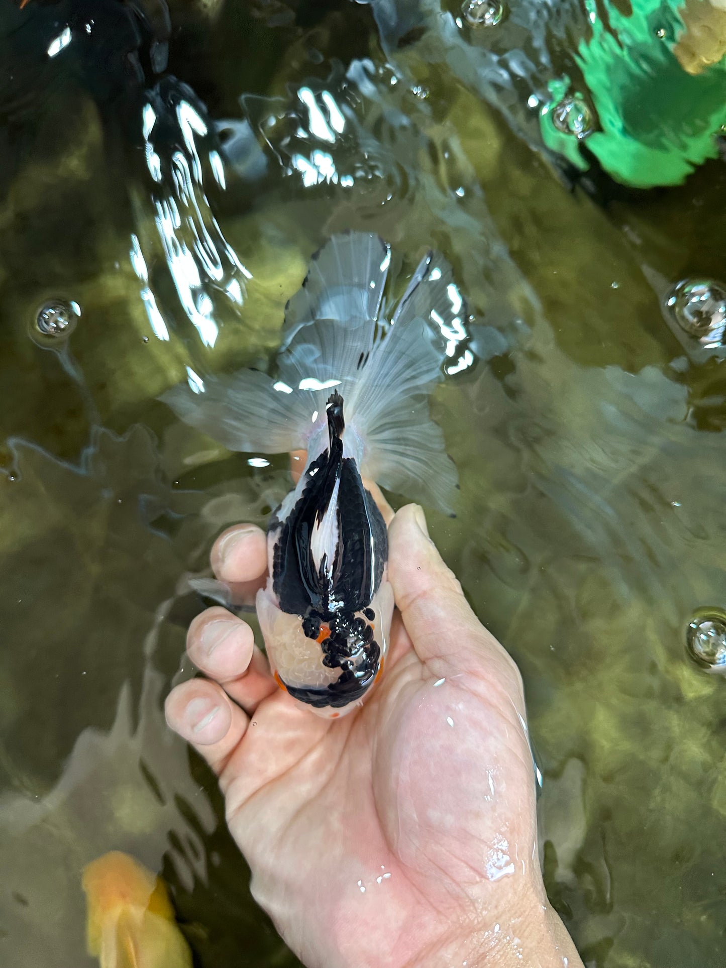 Panda Oranda Male 5 inches #091225OR_22