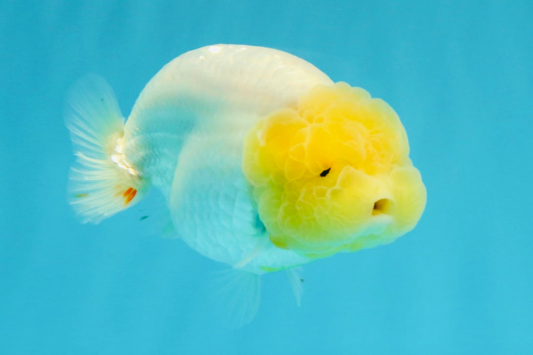 A Grade Dragon Lemonhead  LionQueen 4.5 inches #022726LC_28