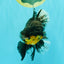 AAA Grade Long Fin Kirin Oranda Male 5.5-6 inches #062626OR_23