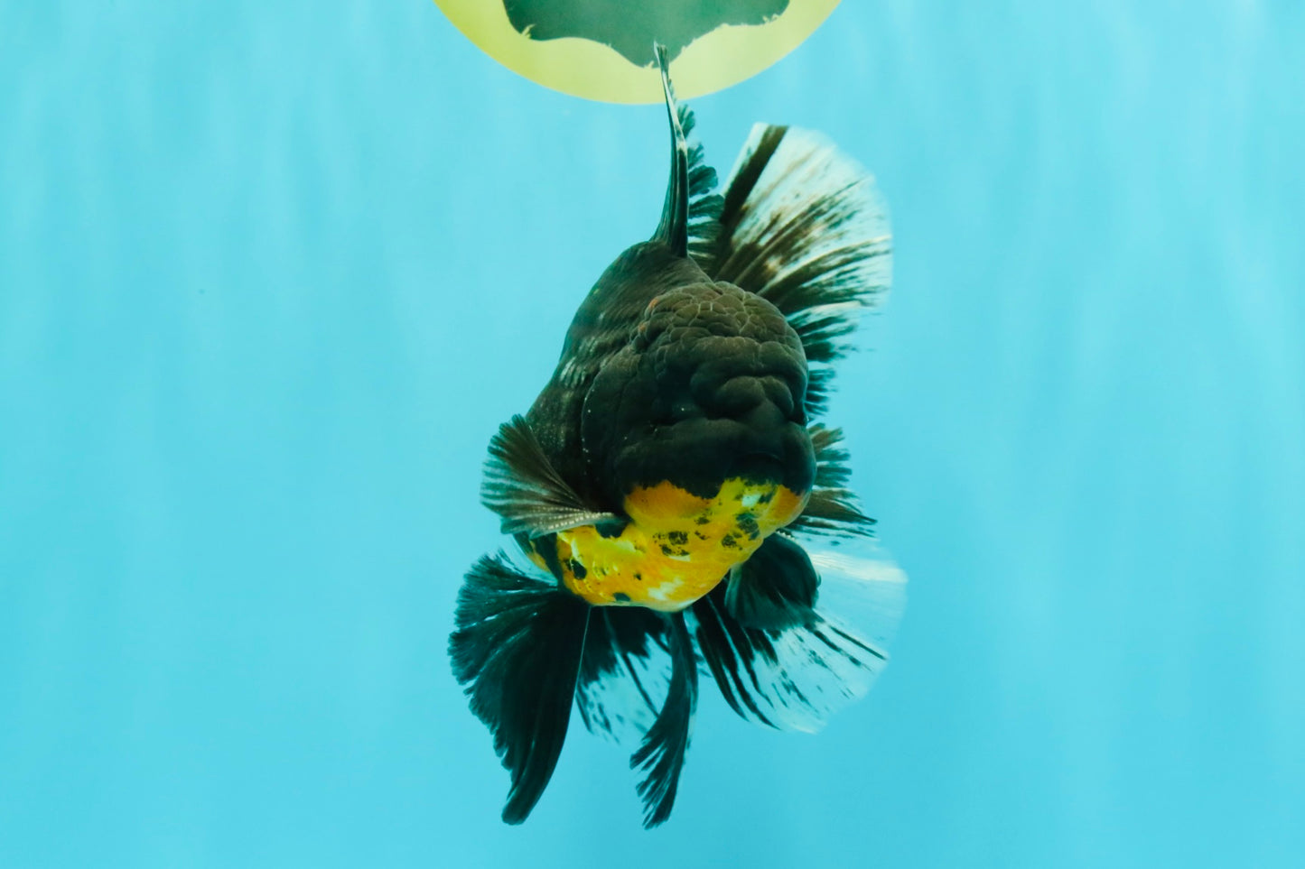AAA Grade Long Fin Kirin Oranda Male 5.5-6 inches #062626OR_23