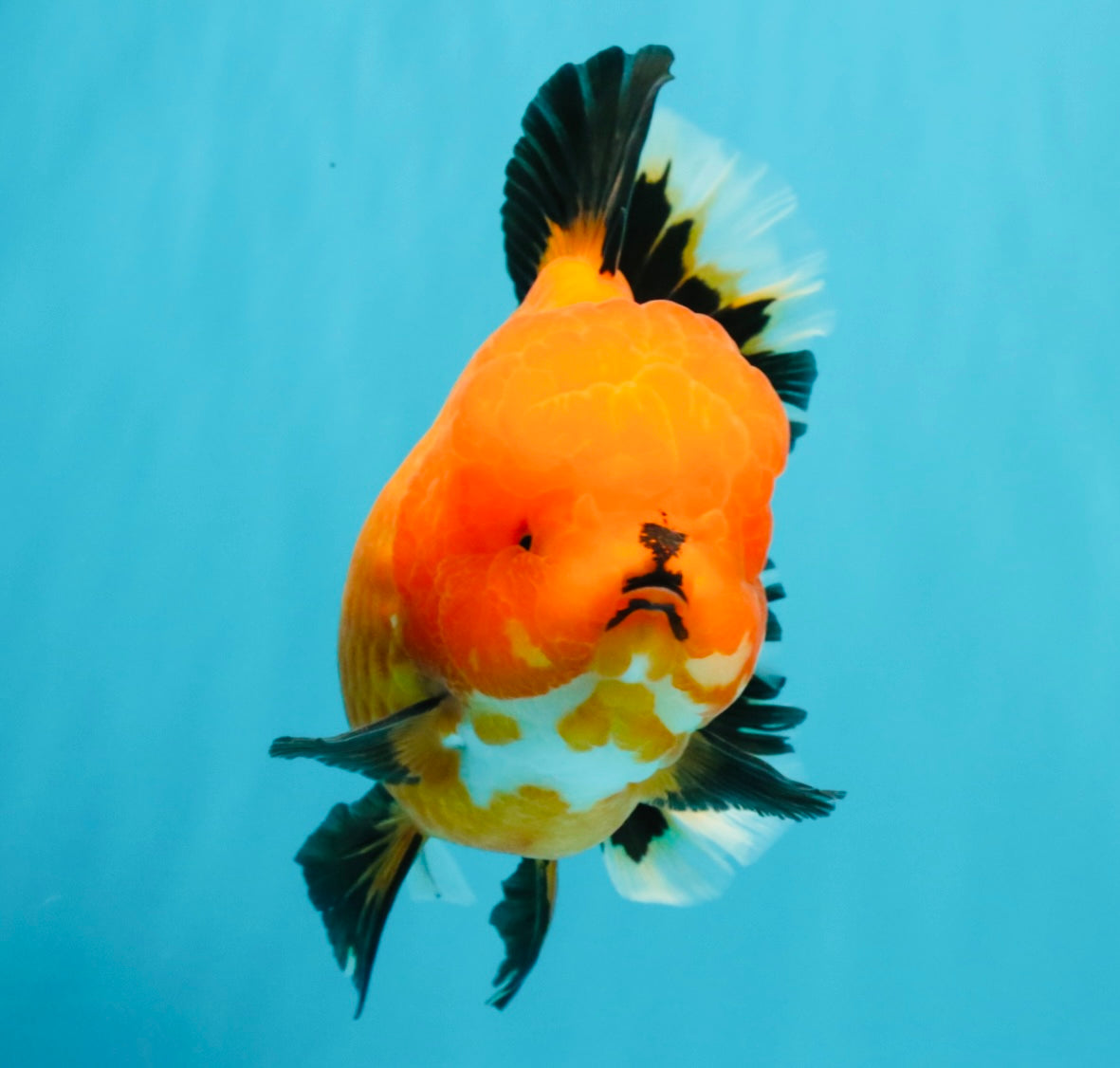 CHARLIE CHAPLIN AAA Grade Apache Oranda Female 5.5-6 inches #030626OR_27