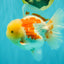 FLUFFY A Grade Red White Oranda Male 6-6.5 inches #071026OR_28