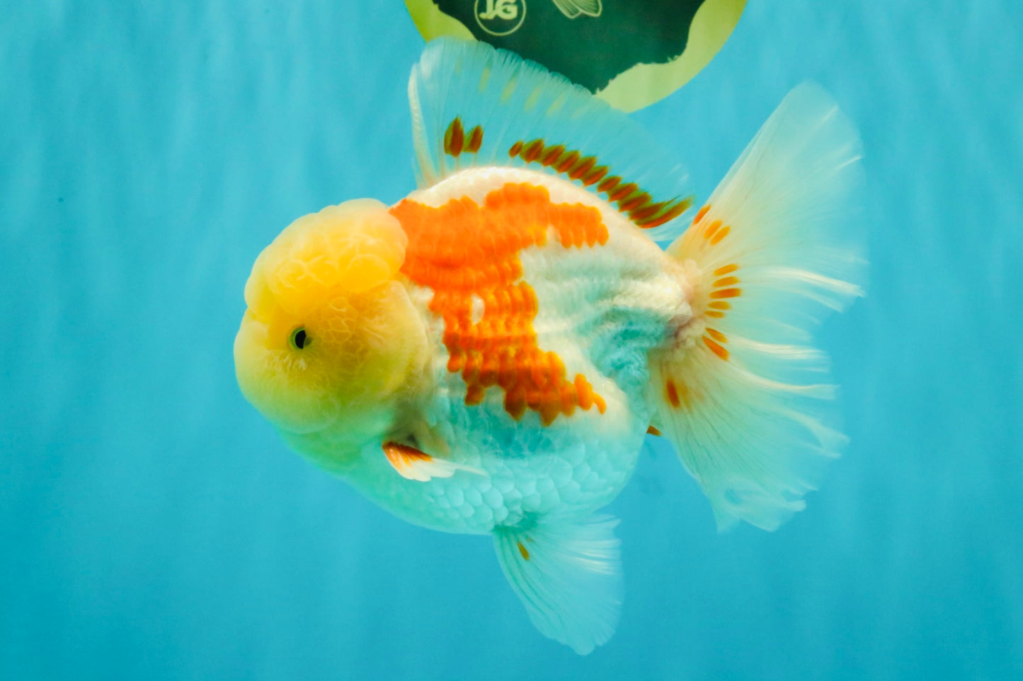 FLUFFY A Grade Red White Oranda Male 6-6.5 inches #071026OR_28