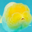 White LionChu Female 4 inches #050126LC_22