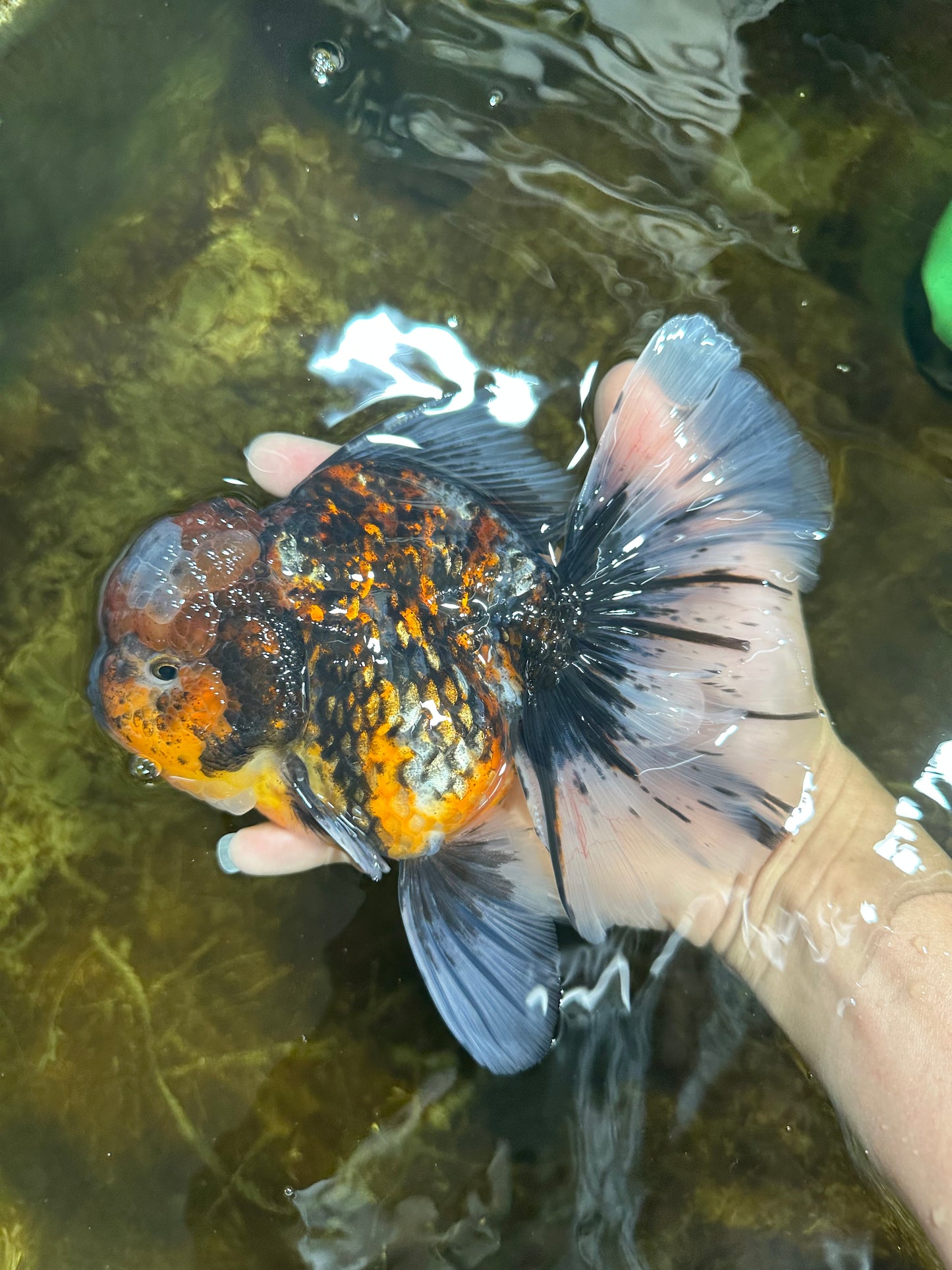 AAA Grade JUMBO Godzilla Kirin Oranda Female 6.5-7 inches #090525OR_11