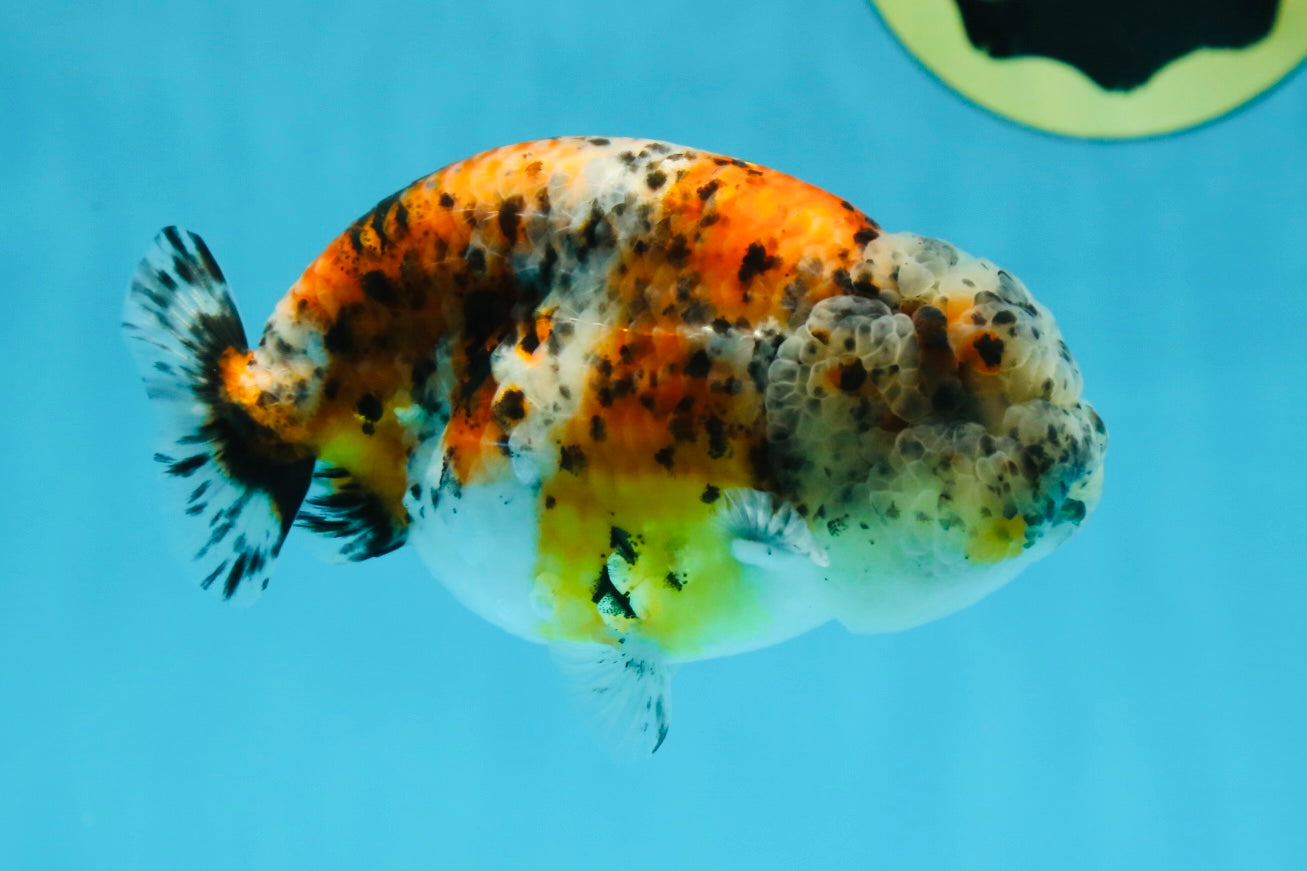 A Grade RARE Pepper Calico LionKing 4.5 inches #051625LC_11