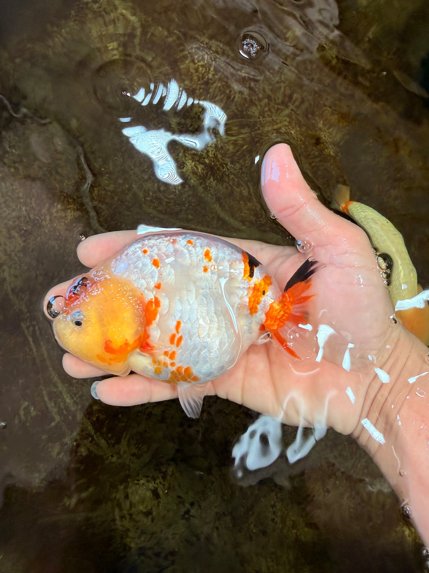 AAA Grade Tricolor Milk Cow Ranchu Female 5 inches #101025RC_15