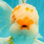MASHMALLOW A Grade Red White Oranda Male 8 inches #090426OR_15