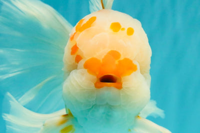 MASHMALLOW A Grade Red White Oranda Male 8 inches #090426OR_15