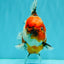 AAA Grade Marble Calico Yuanbao Male 6 inches #041726YB_18