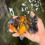 CHONKY A Grade Tiger Oranda Male 5-5.5 inches #090426OR_04