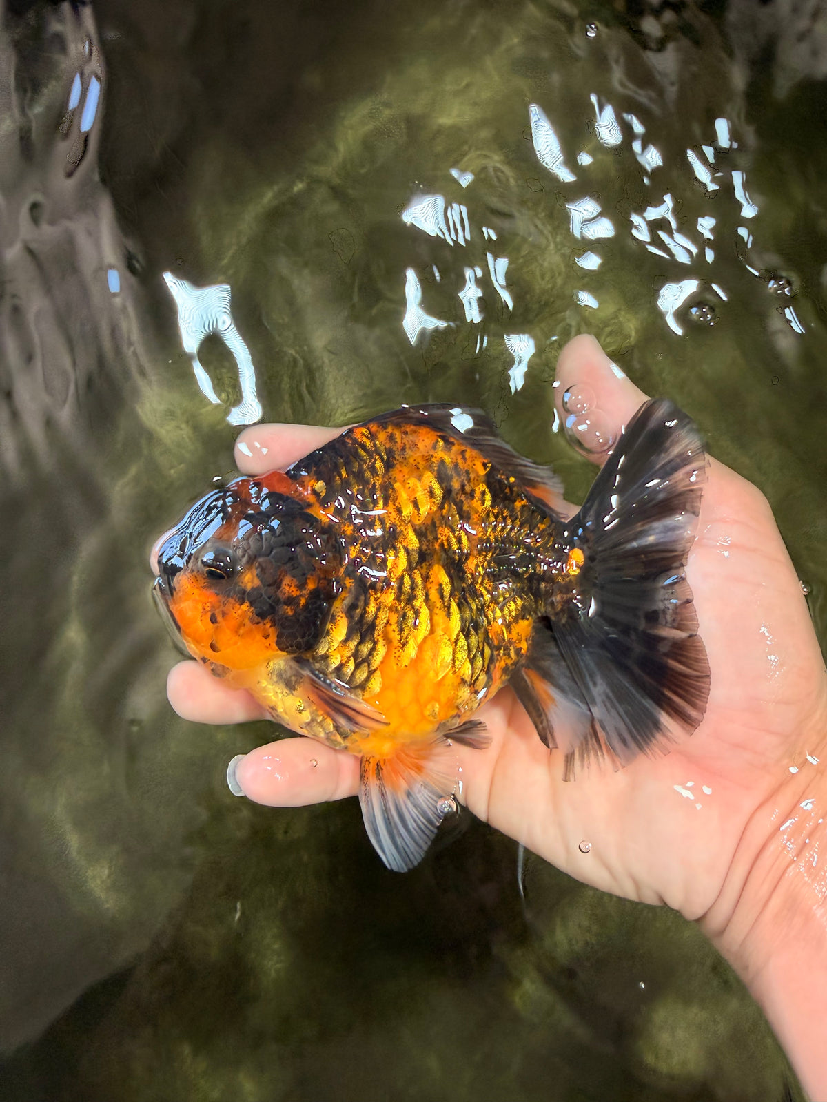 CHONKY A Grade Tiger Oranda Male 5-5.5 inches #090426OR_04